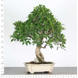 FICUS NITIDA FIN 2-8