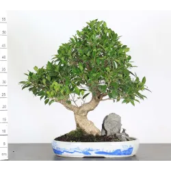 FICUS NITIDA FIN 3-5