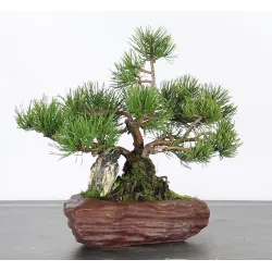 BONSAI PINUS MUGO AVEC ROCHE 1-3
