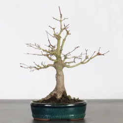 NANDINA "BAMBOU SACRE" 1-8
