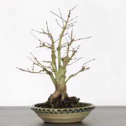 BONSAI AZALEA JAPONICA "MANUSKA" 1-6