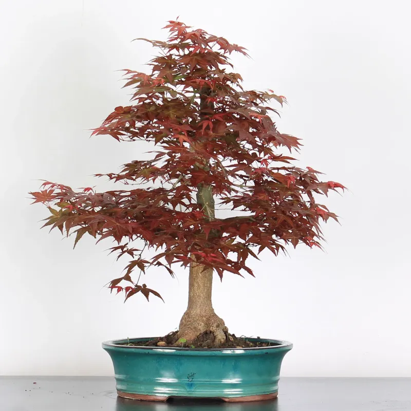 Bonsai Acer Deshojo AD-2-4