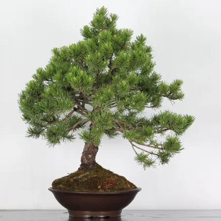 Mugo Bonsai Pine PM-4-6
