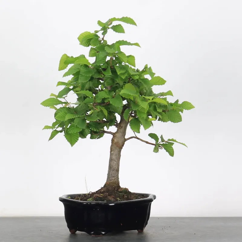 CHARME "Carpinus" 2-18