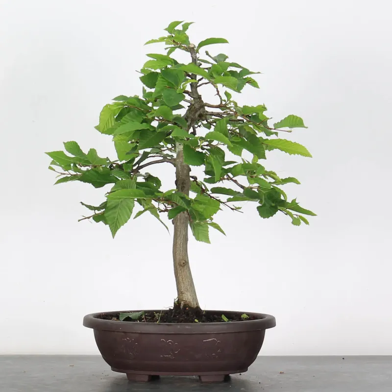 CHARME "Carpinus" 2-21