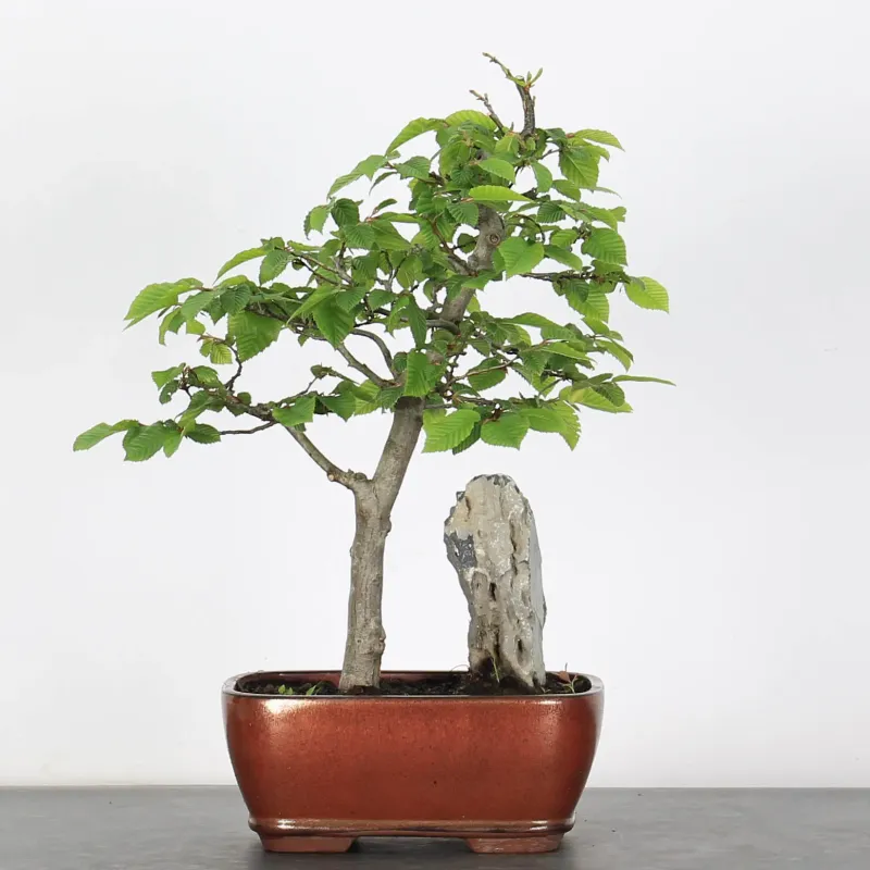 CHARME "Carpinus" 2-24