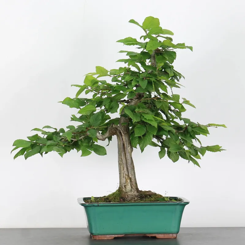 CHARME "Carpinus" 4-5