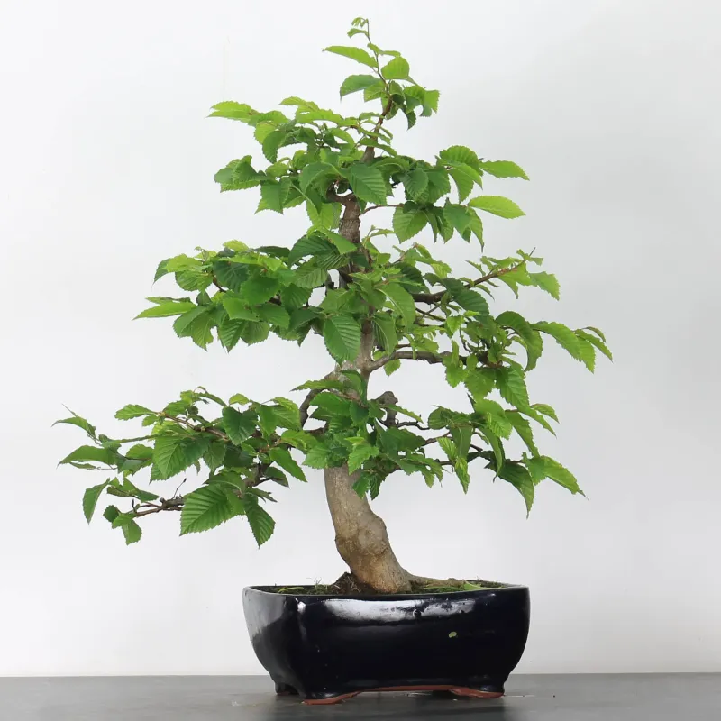 CHARME "Carpinus" 4-11