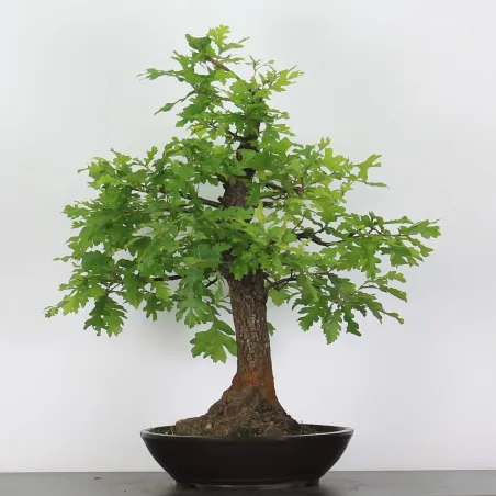 Bonsai pedunculate oak (Quercus Robur) 35 years old CHR-3-2