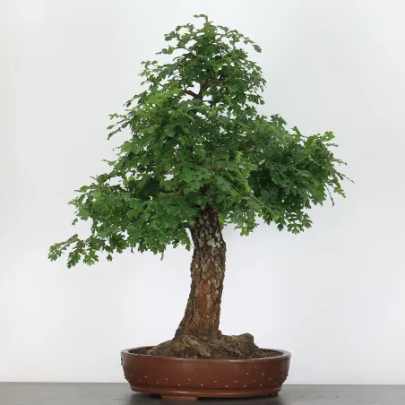 Pedunculate Oak Bonsai (Quercus Robur) CHR-2-4