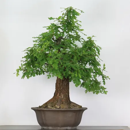 Bonsai pedunculate oak (Quercus Robur) 35 years old CHR-3-1
