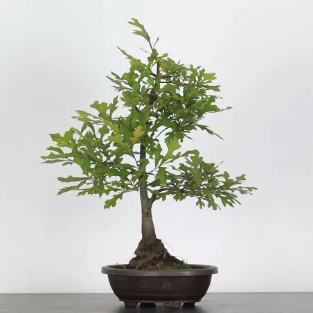 Bonsai Pedunculate Oak (Quercus Robur) 20 Years CHR-1-3