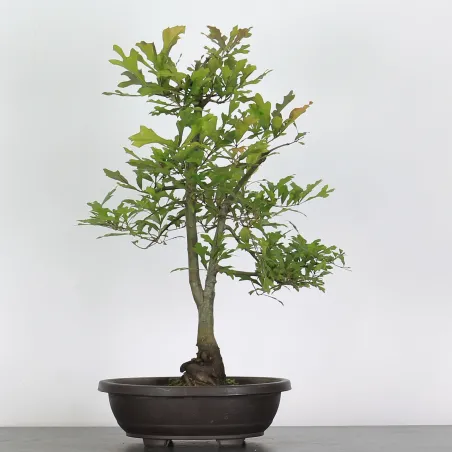 Bonsaï chêne pédonculé (Quercus Robur) 20 ans CHR-1-4