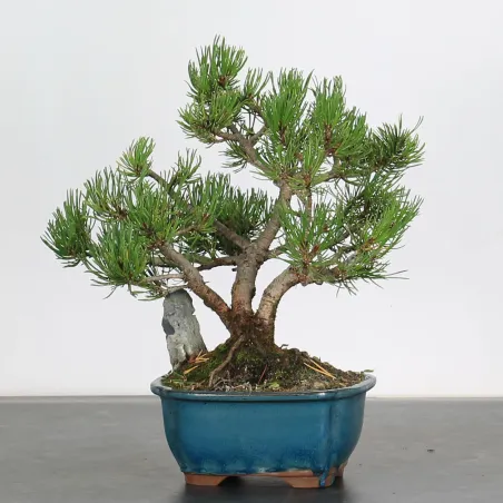 Mugo Bonsai Pine PM-1-3
