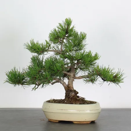 Pin mugo bonsai PM-1-7