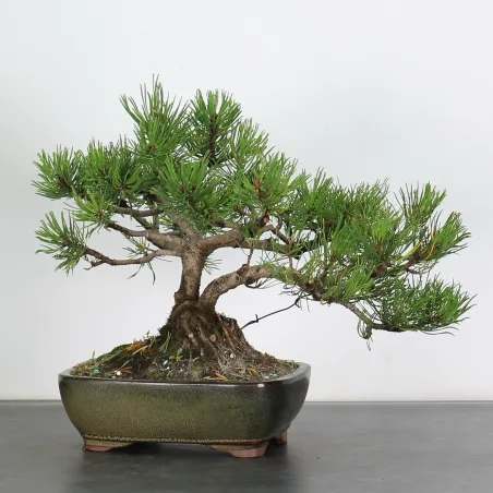 Mugo Bonsai Pine PM-1-8