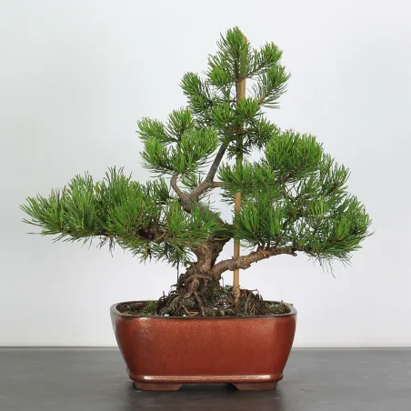 Mugo Bonsai Pine PM-1-9