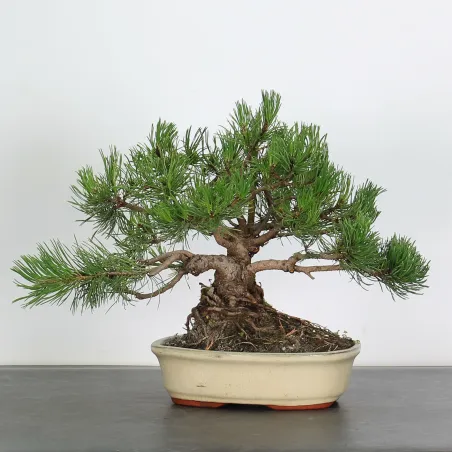 Mugo Bonsai Pine PM-1-10