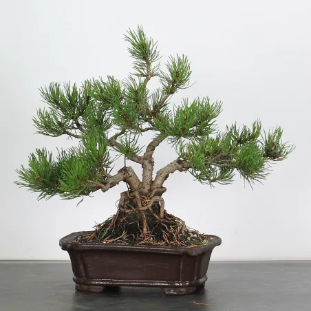 Mugo Bonsai Pine PM-1-15