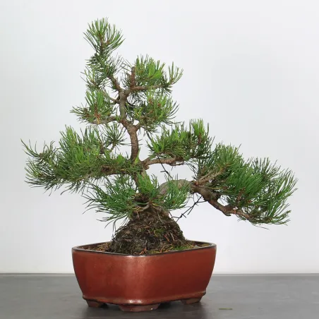 Mugo Bonsai Pine PM-2-2