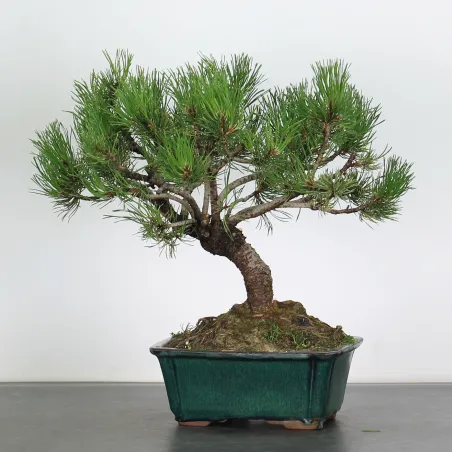 Mugo Bonsai Pine PM-2-3