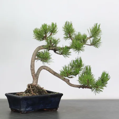 Mugo Bonsai Pine PM-2-4