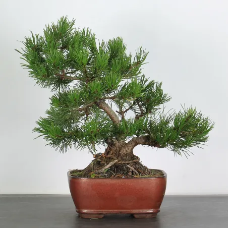 Mugo Bonsai Pine PM-2-6