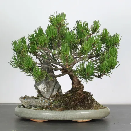 Mugo Bonsai Pine PM-2-8