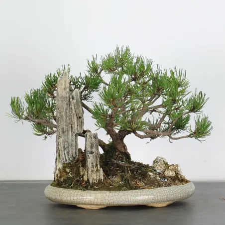 Mugo Bonsai Pine PM-2-10