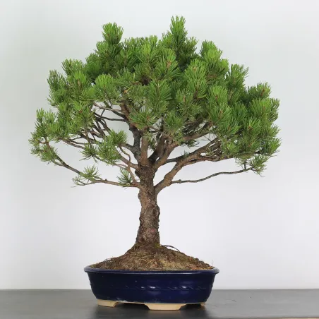 Mugo Bonsai Pine PM-3-4