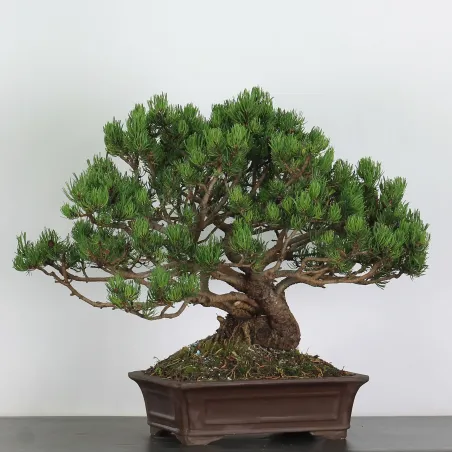 Mugo Bonsai Pine PM-3-7