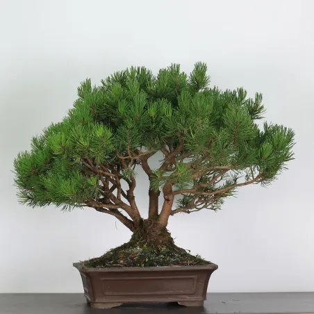 Mugo Bonsai Pine PM-3-10