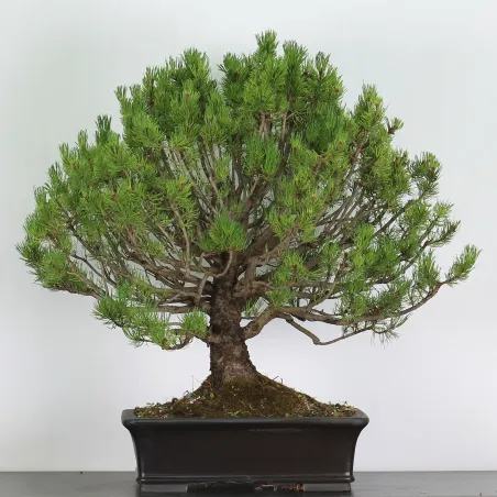 Mugo Bonsai Pine PM-4-2