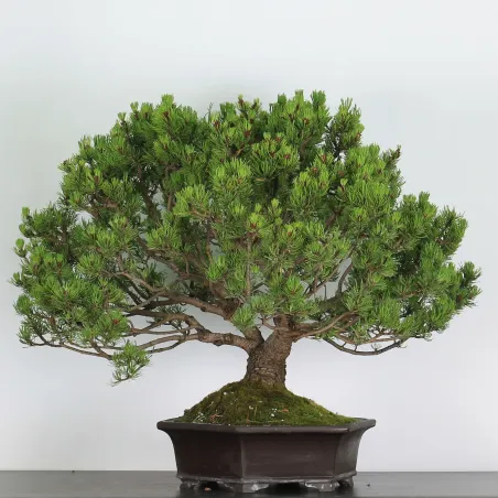 Mugo Bonsai Pine PM-4-3