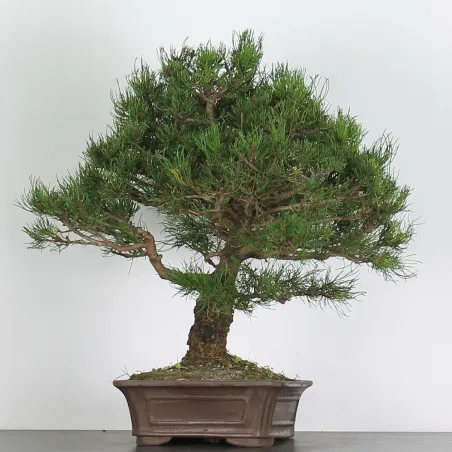 Mugo Bonsai Pine PM-4-7