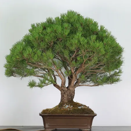 Mugo Bonsai Pine PM-4-9