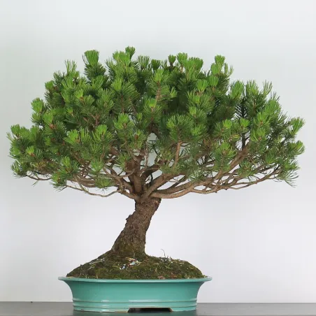 Mugo Bonsai Pine PM-4-11