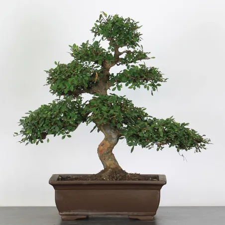 Bonsai Chinese Elm OR-2-4