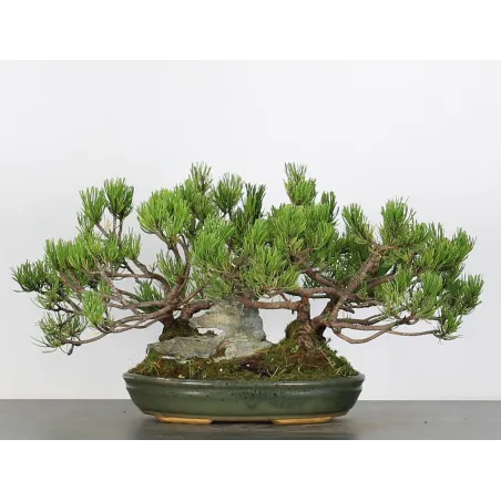 Mugo Bonsai Pine PM-1-1