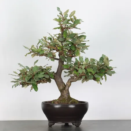 image supplémentaire - BONSAI ELAEAGNUS PUNGEN 1-6