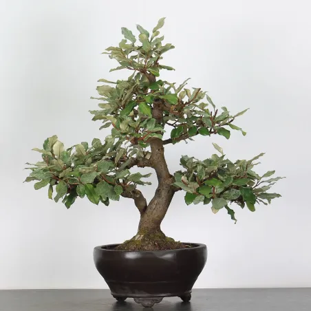 Bonsai Elaeagnus Pungen