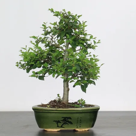 Bonsai Chinese Elm OR-1-2