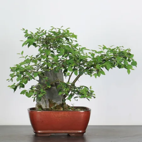 ORME DE CHINE "Ulmus parvifolia"1-16