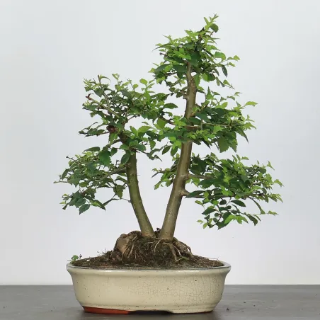 ORME DE CHINE "Ulmus parvifolia"1-20