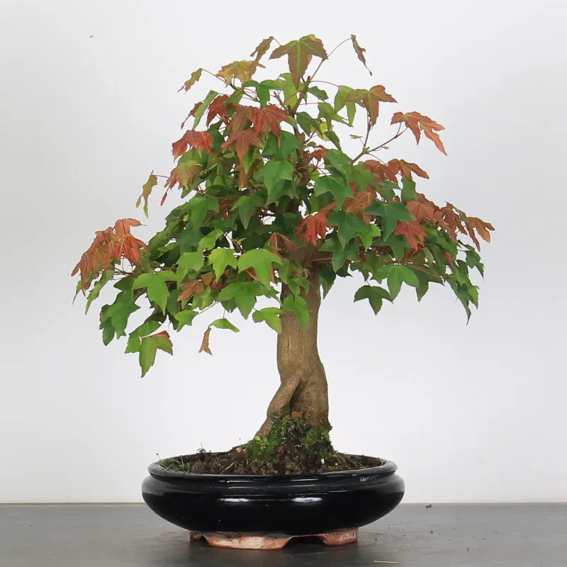 Bonsai Erable Burger AB-1-11