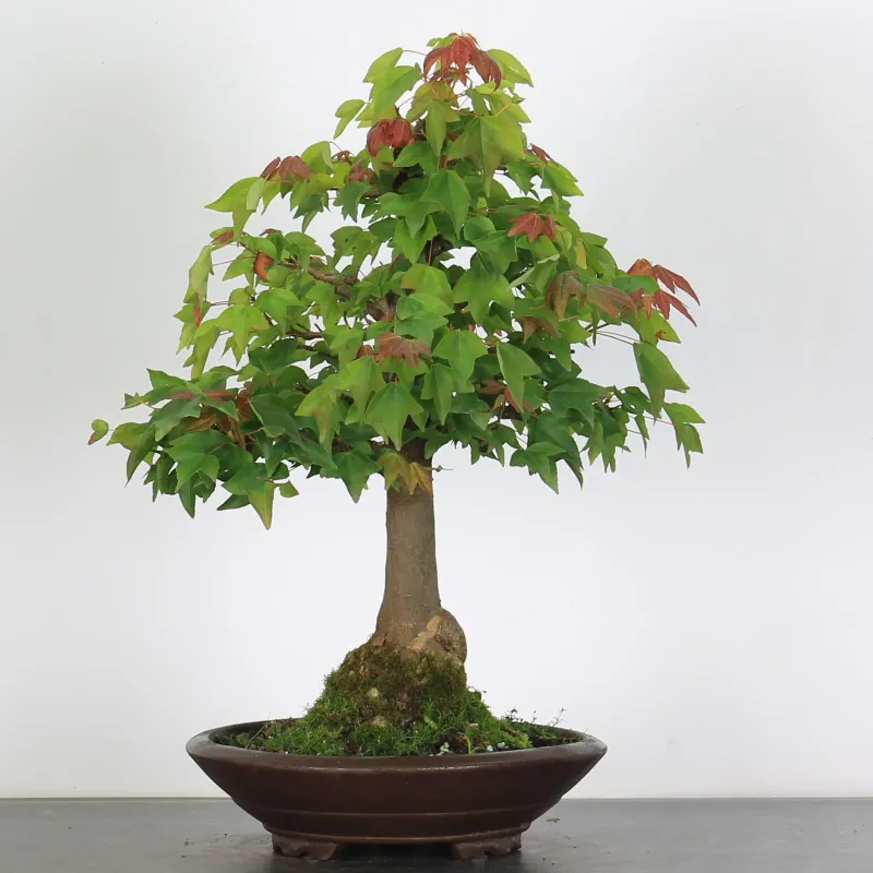 Érable "ACER BUERGÉRIANUM" 1-29