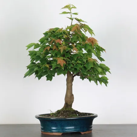 image supplémentaire - Érable "ACER BUERGÉRIANUM" 2-3