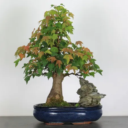 Bonsai Erable Burger AB-3-8