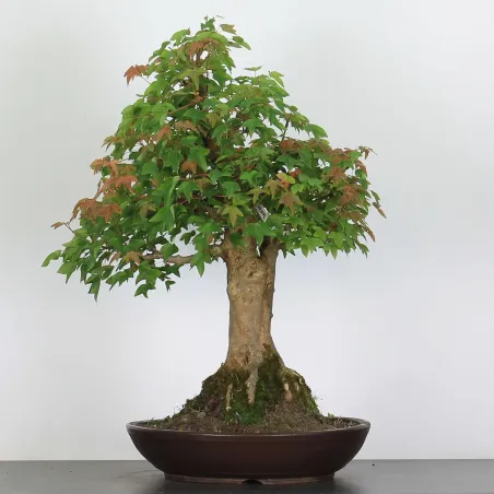 image supplémentaire - Érable "ACER BUERGÉRIANUM" 5-8