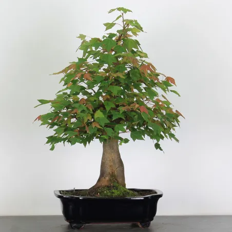 Érable "ACER BUERGÉRIANUM" 3-12